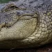 Crocodilus: Malware i ri që vjedh kriptovalutat