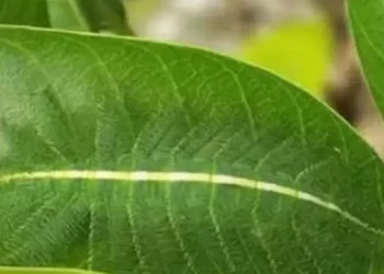 Vetëm 2% e njerëzve mund ta gjejnë vemjen e fshehur në këtë gjethe