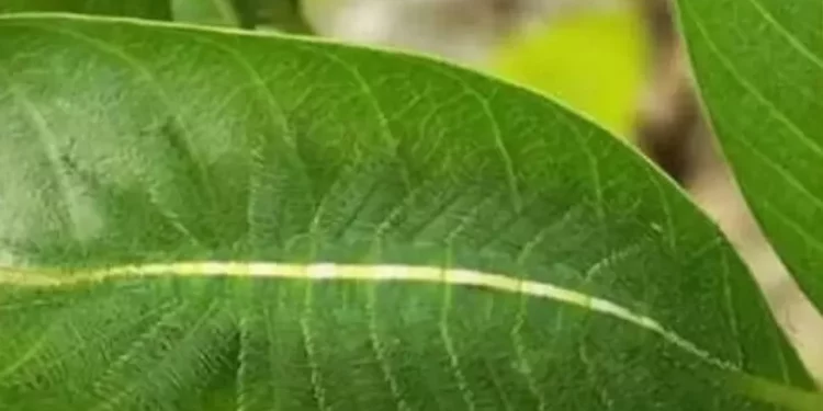 Vetëm 2% e njerëzve mund ta gjejnë vemjen e fshehur në këtë gjethe