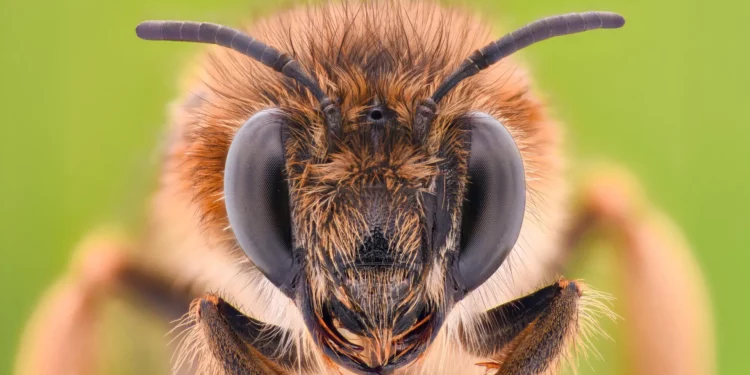 Truri i bletëve mund të përmirësojë AI